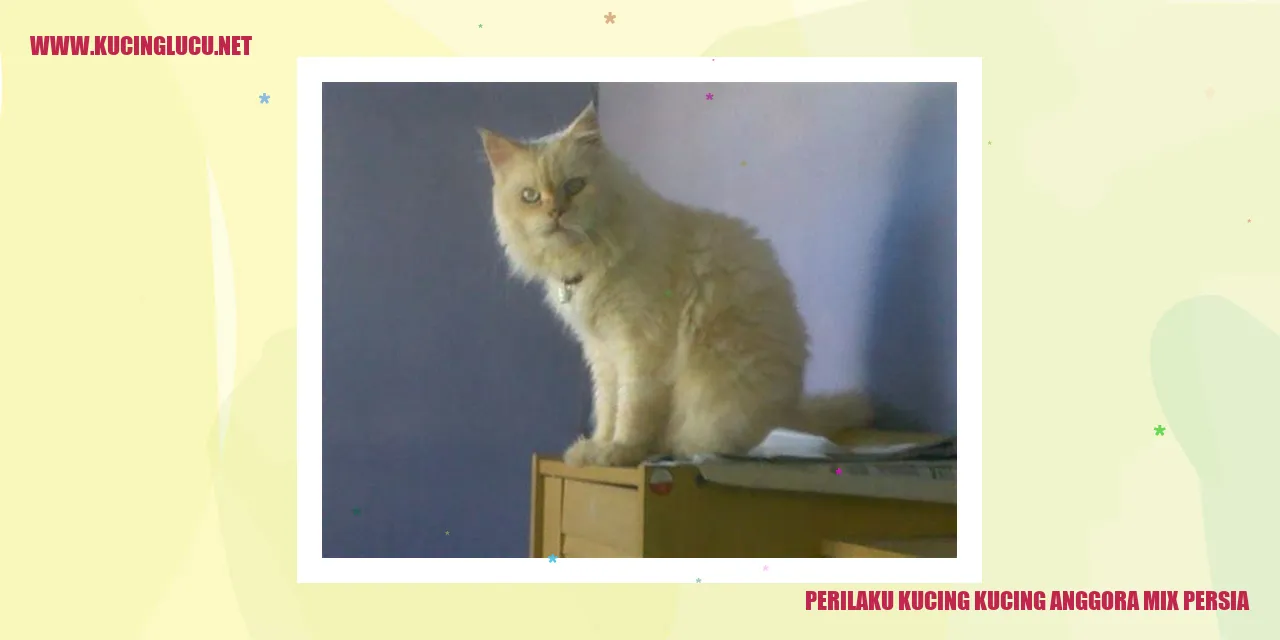 Perilaku Kucing Anggora Mix Persia