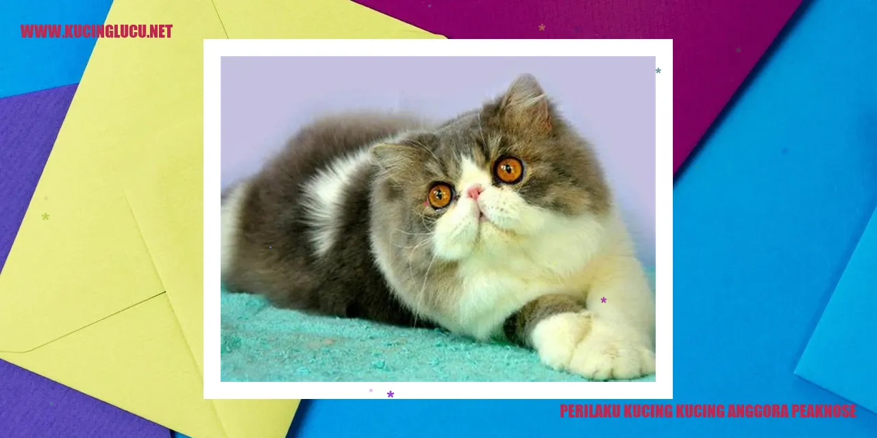 Kucing Anggora Peaknose