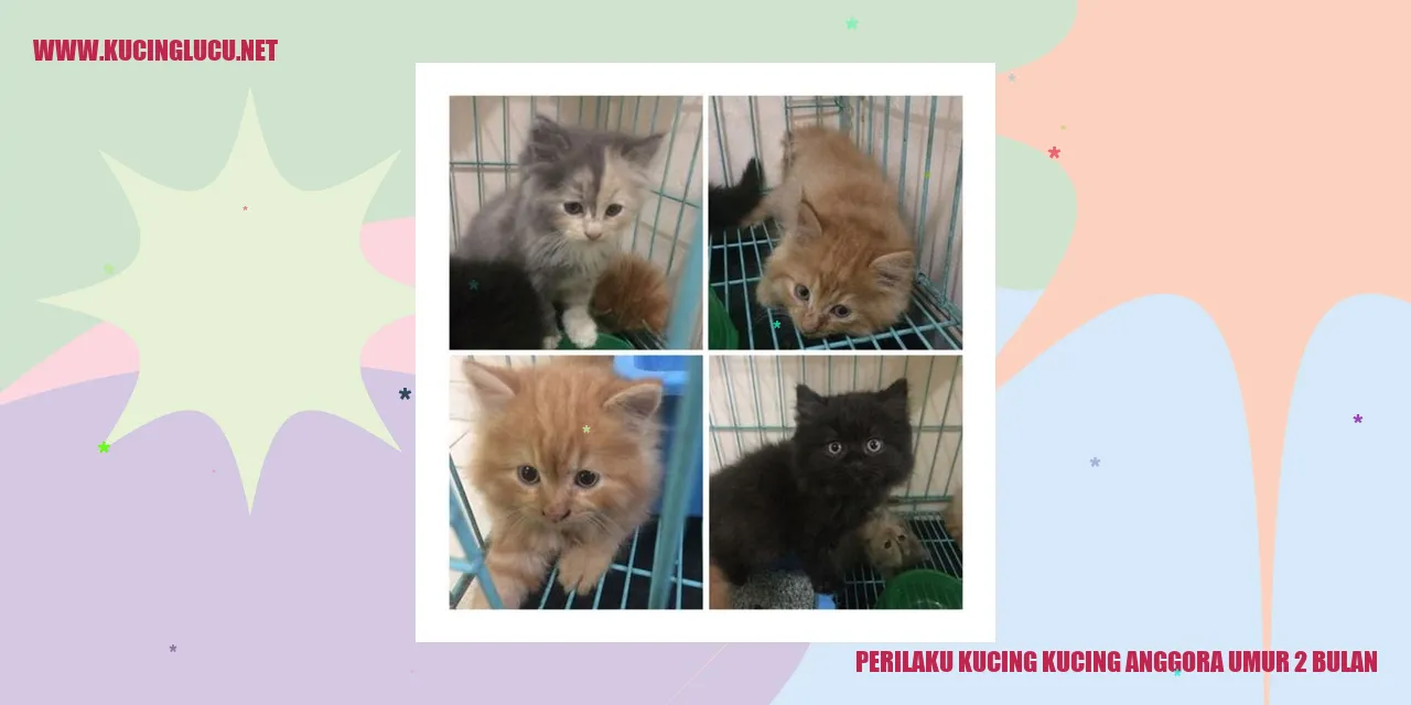 Perilaku Kucing Anggora Usia 2 Bulan
