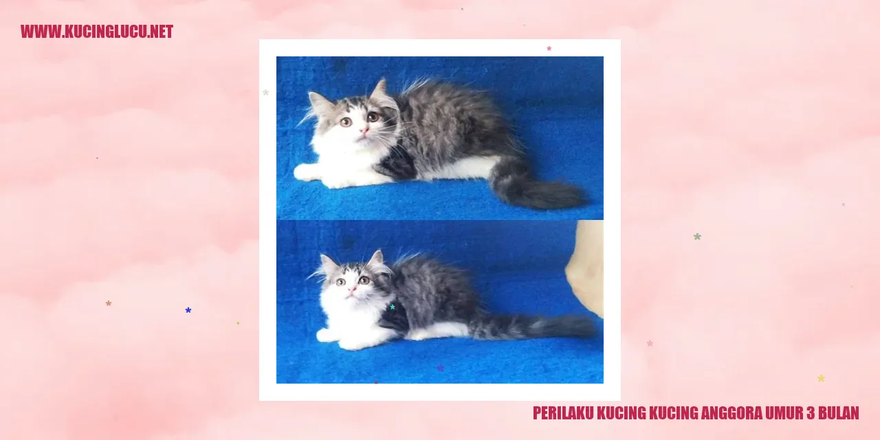 Anak Kucing Anggora Berusia 3 Bulan