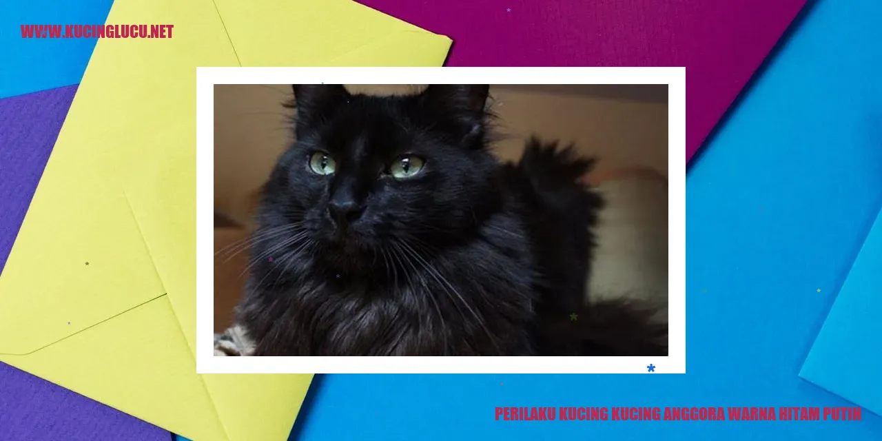 Penampilan Memesona Kucing Anggora Warna Hitam Putih