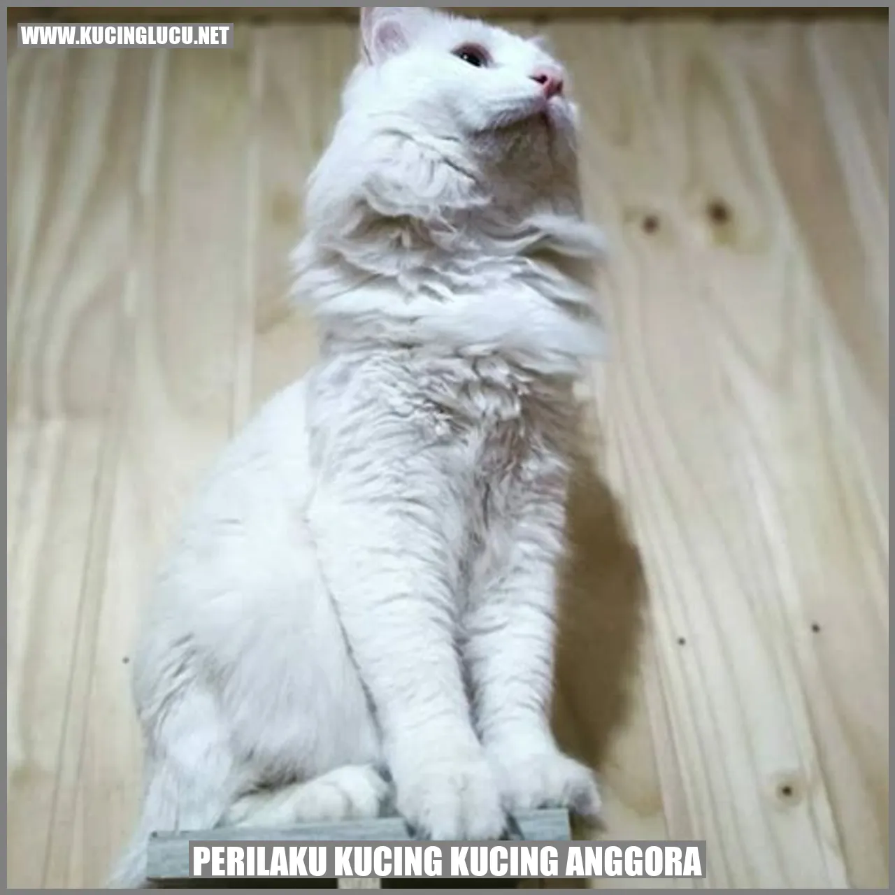 Perilaku Kucing Anggora
