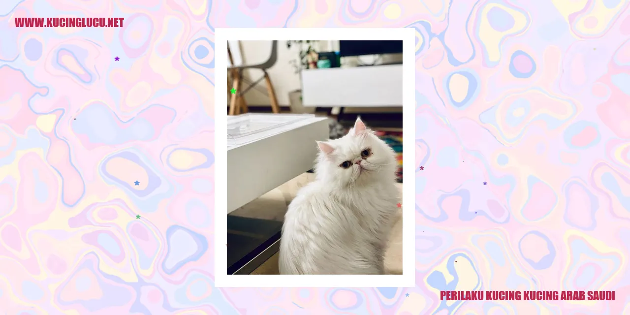 Perilaku Kucing di Arab Saudi