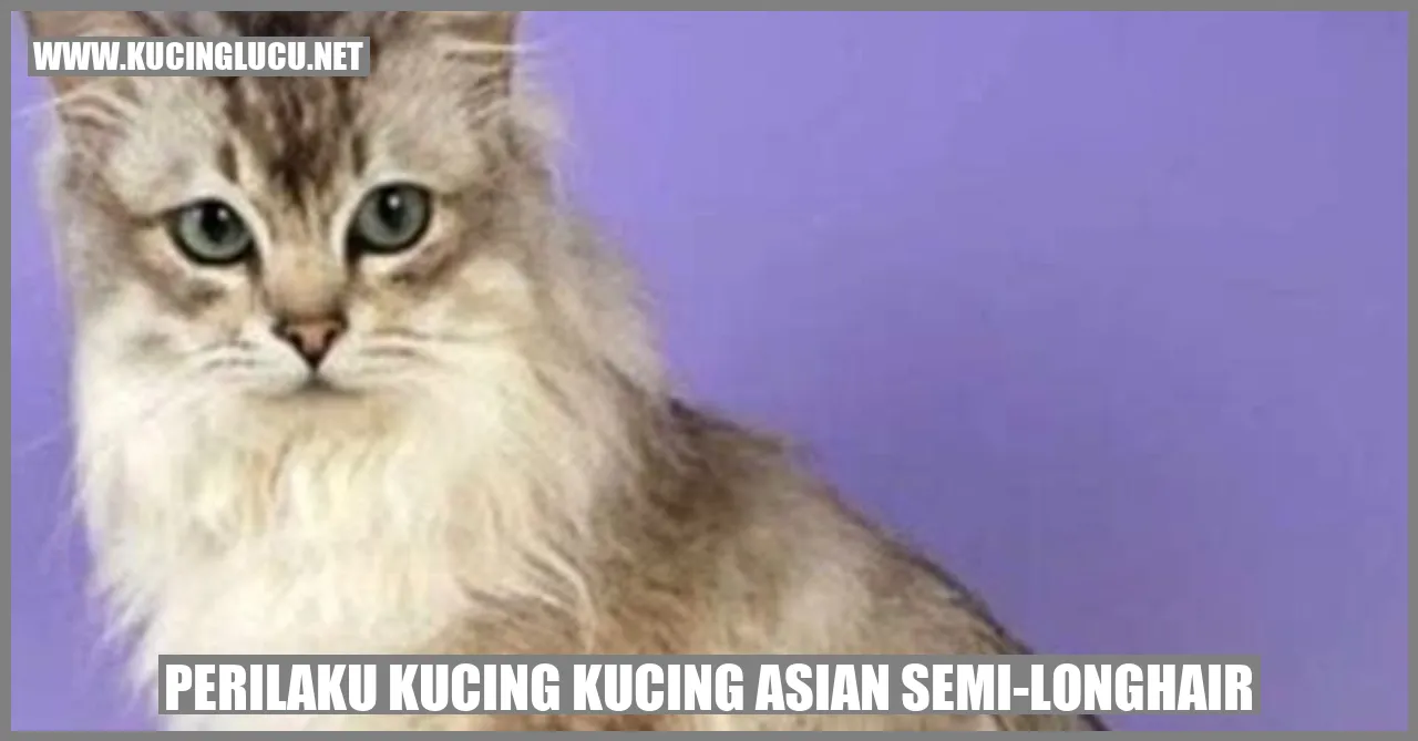 Perilaku Kucing Kucing Asian Semi-Longhair