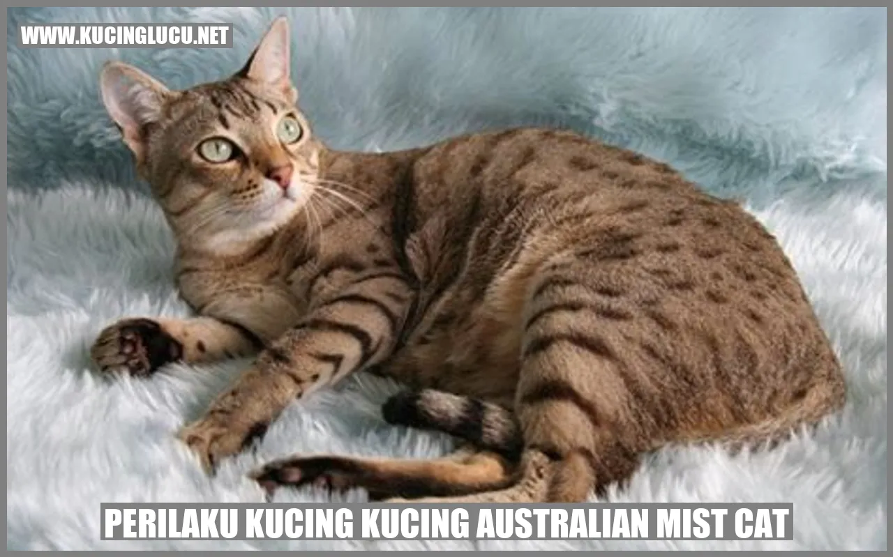 Perilaku Kucing Kucing Australian Mist Cat