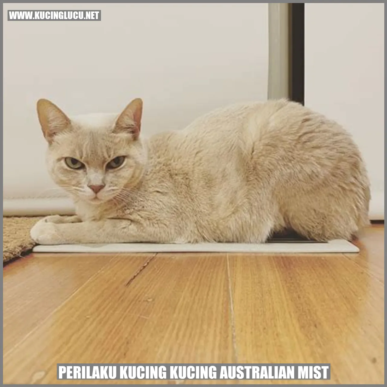 Perilaku Kucing Kucing Australian Mist