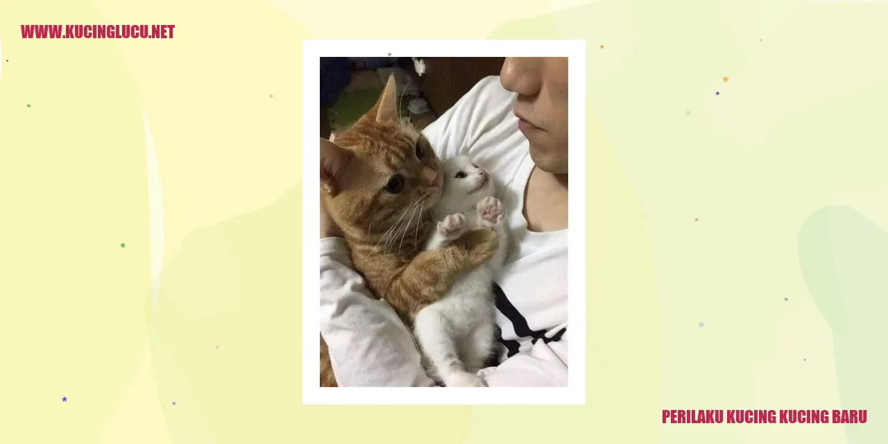 gambar kucing baru