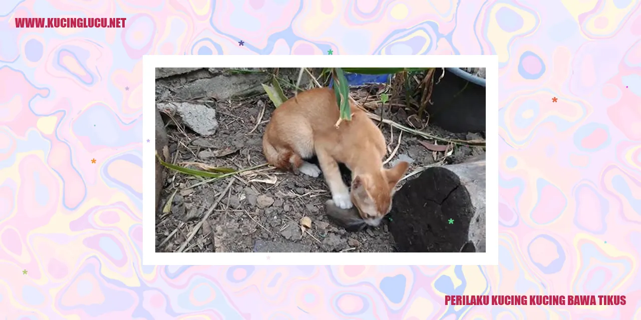 Gambar Perilaku Kucing Menggigit Tikus