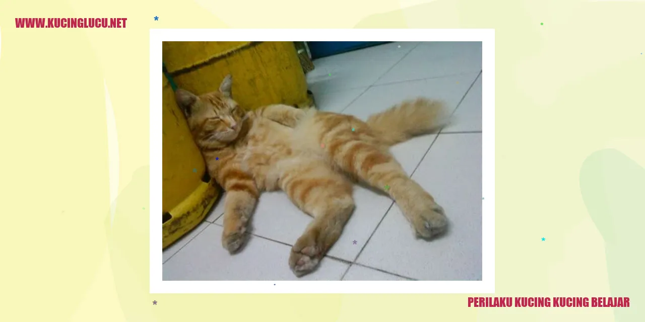 Perilaku kucing dalam belajar