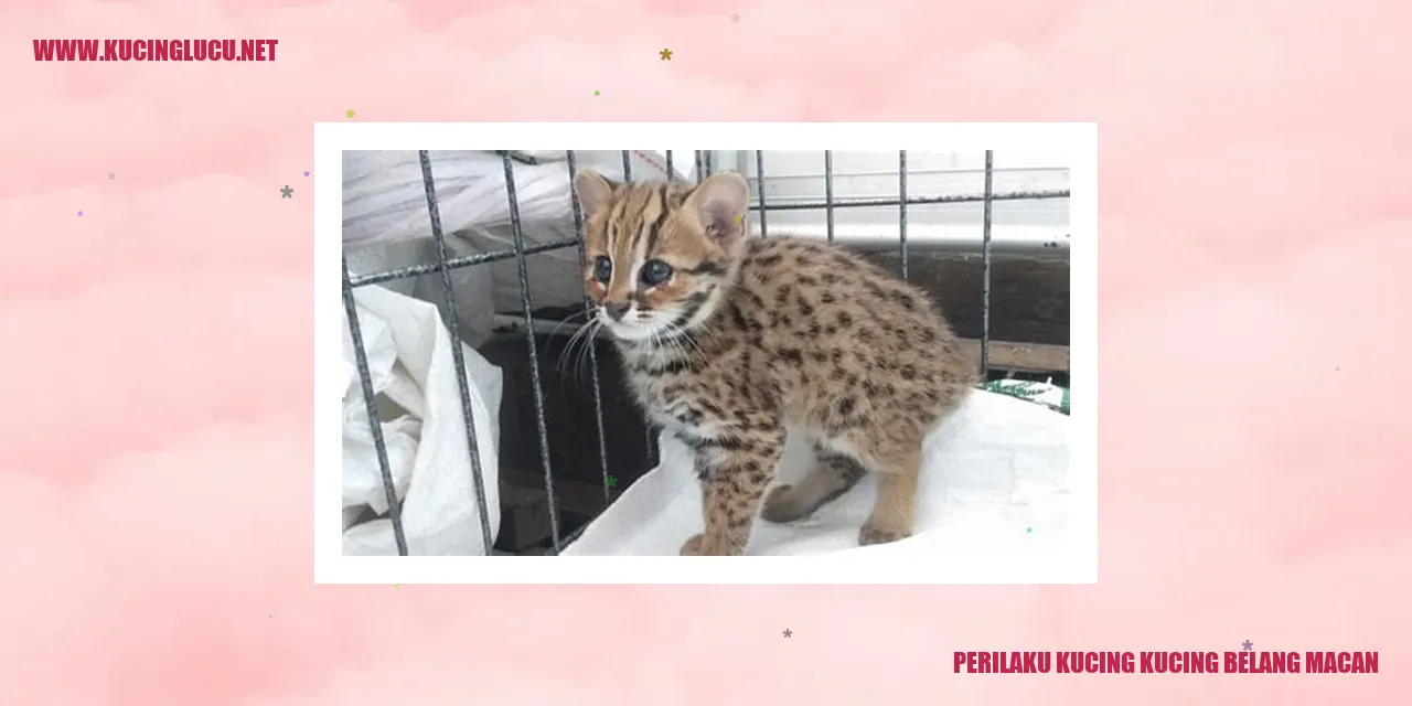 Kucing Bengal Yang Menarik