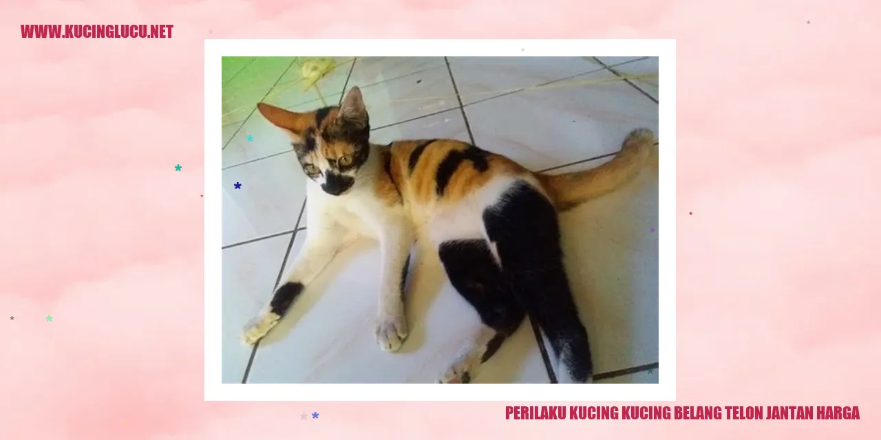 Perilaku Hebat Kucing Kucing Belang Gagah