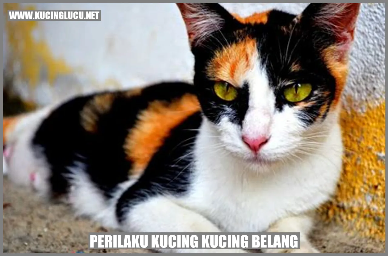 Kucing belang