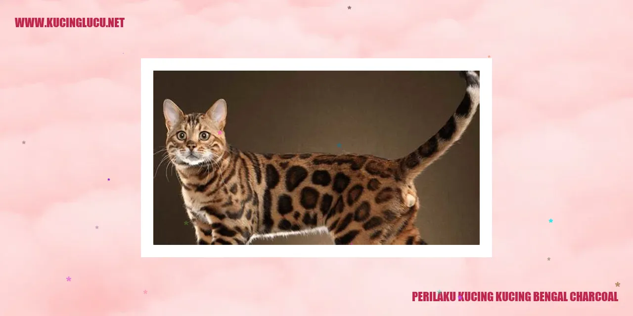 Kucing Bengal Charcoal
