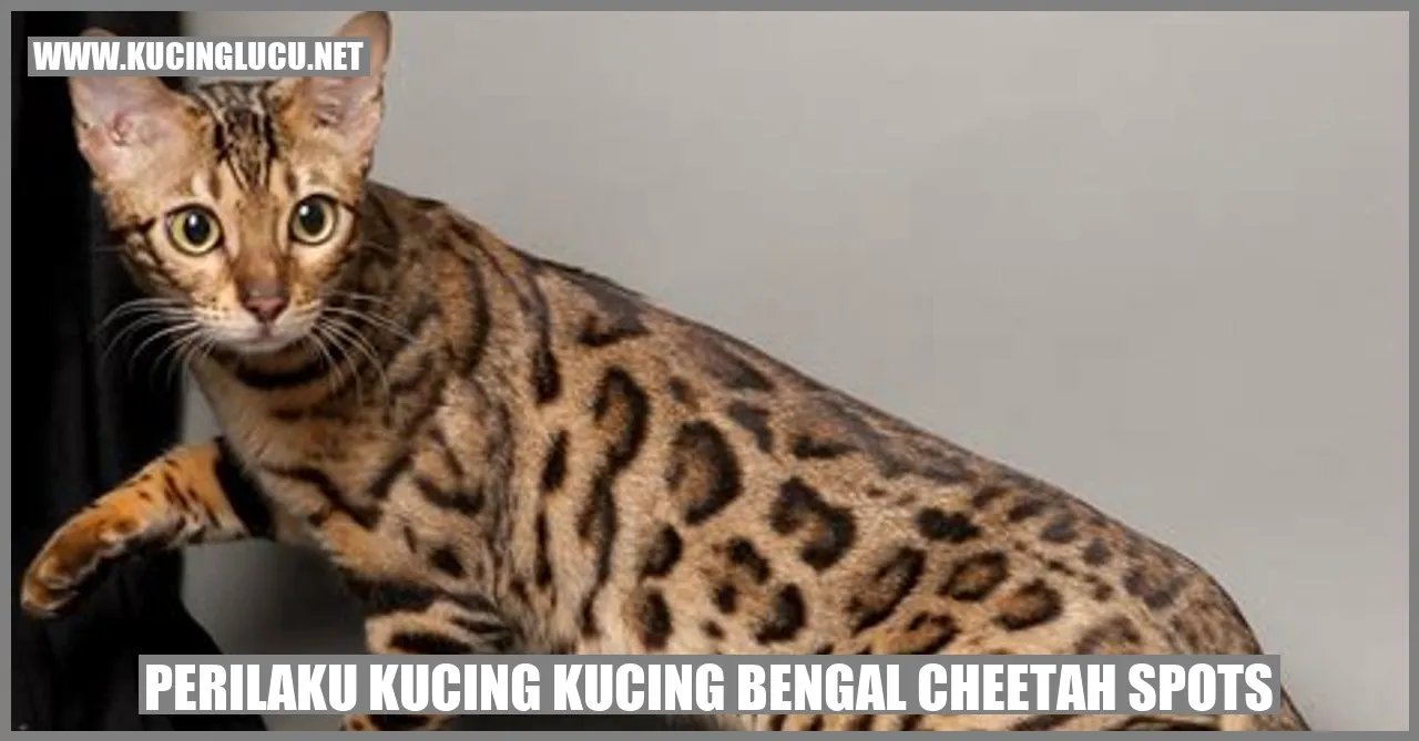 Kucing Bengal dengan Spot yang Mirip Cheetah