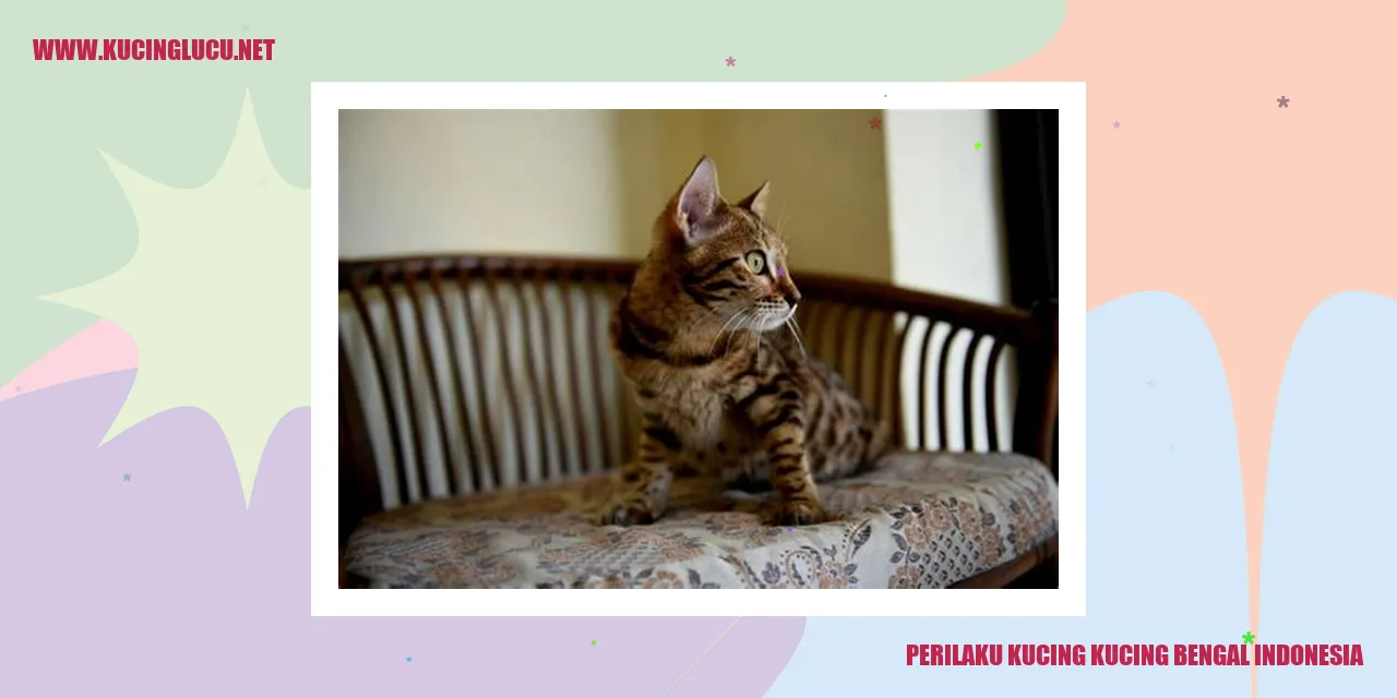 Kucing Bengal Indonesia