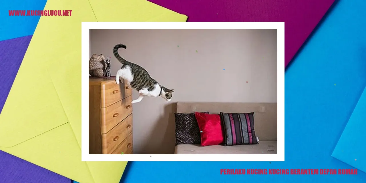 Perilaku Kucing Berantem Depan Rumah
