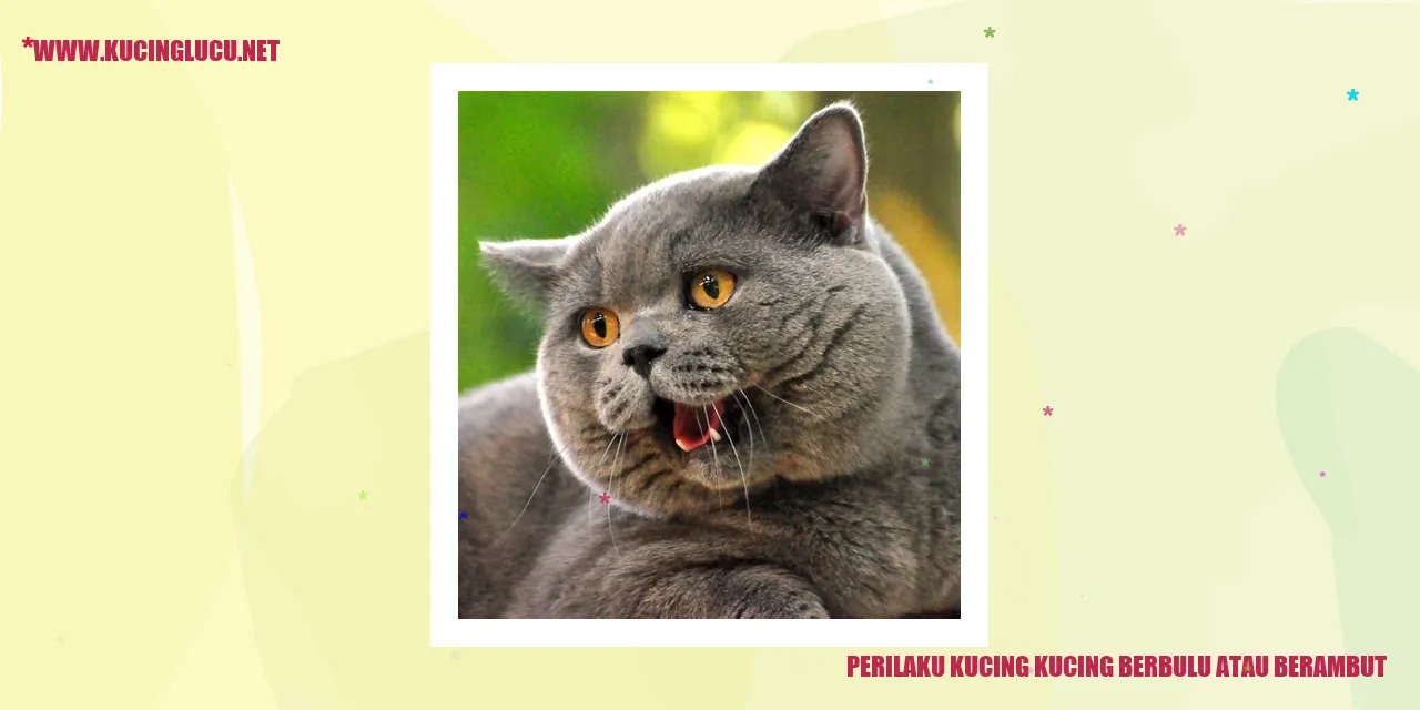 Perilaku Kucing dengan Bulu atau Rambut yang Berbeda