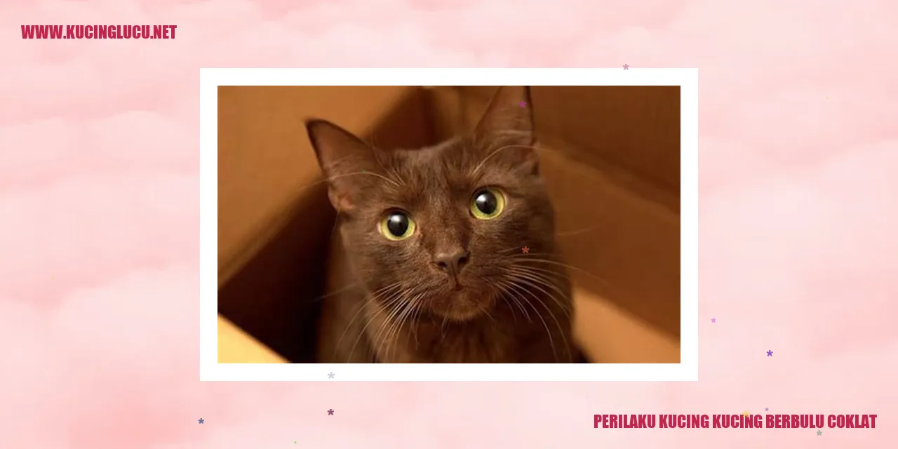 Gambar kucing berbulu coklat