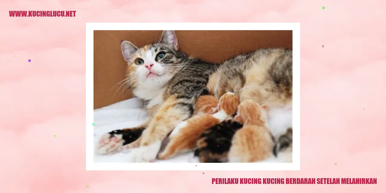 Perilaku Kucing Berdarah Usai Melahirkan
