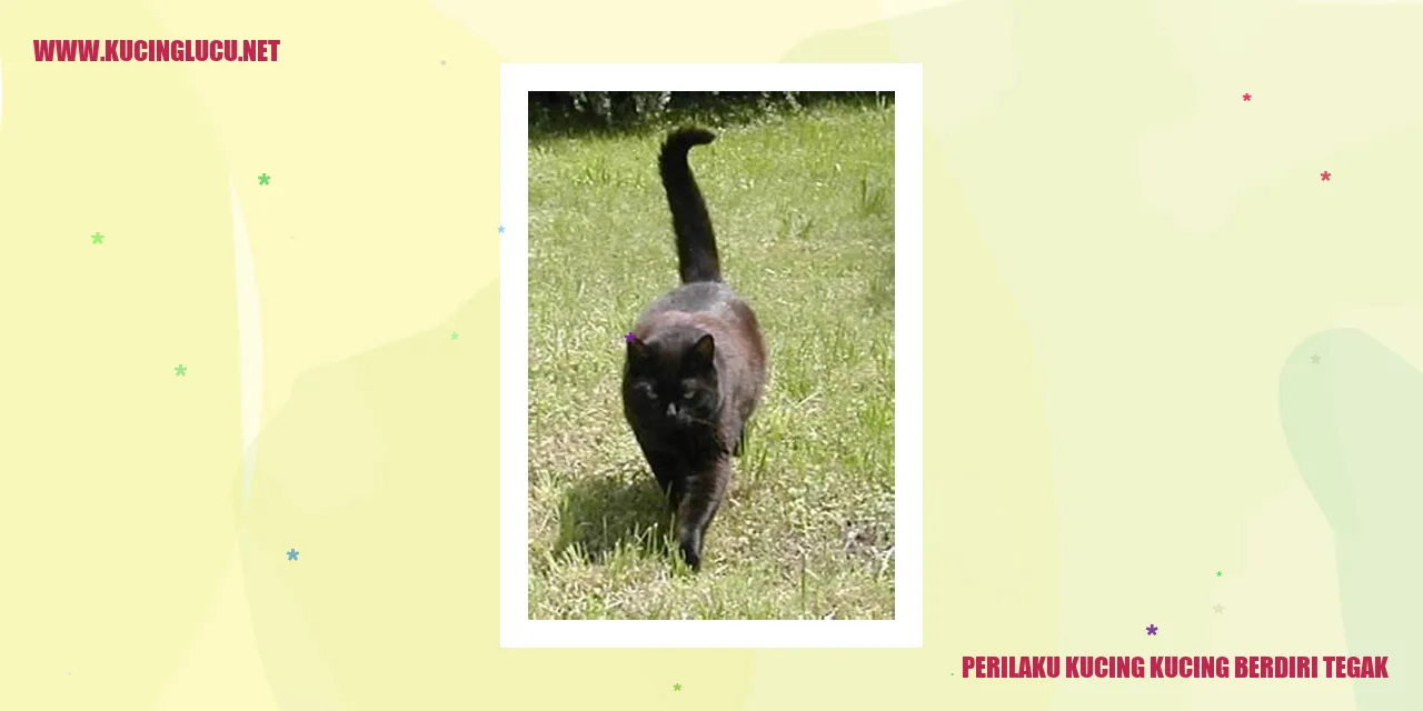 Kucing Mempesona Saat Berdiri Tegak