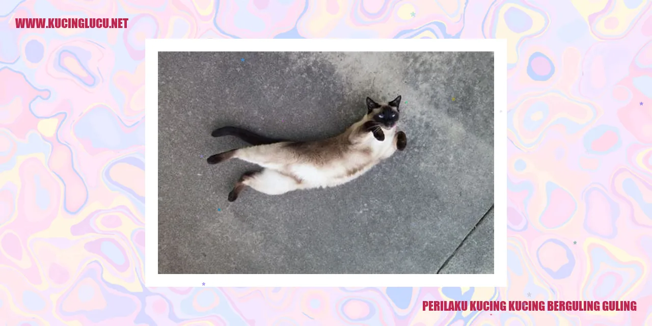 Kucing kalong