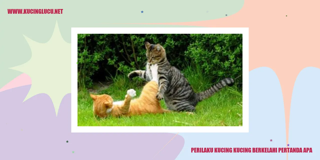 Perilaku Kucing Berkelahi