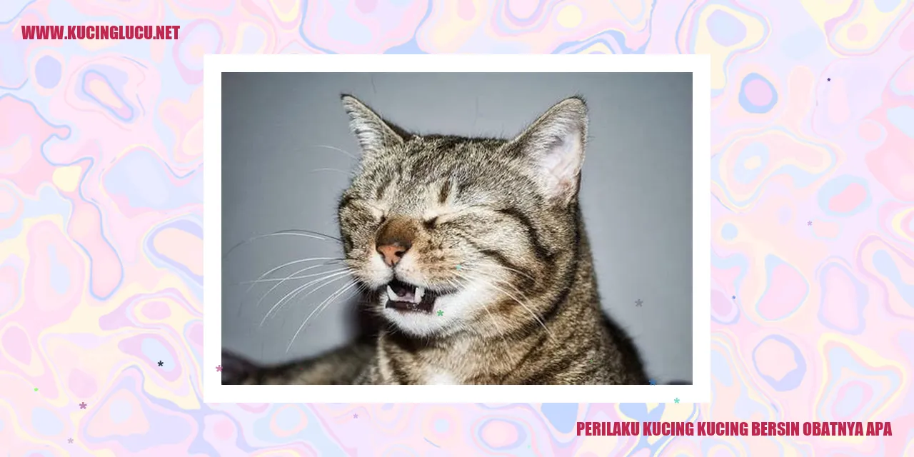 Perilaku Kucing