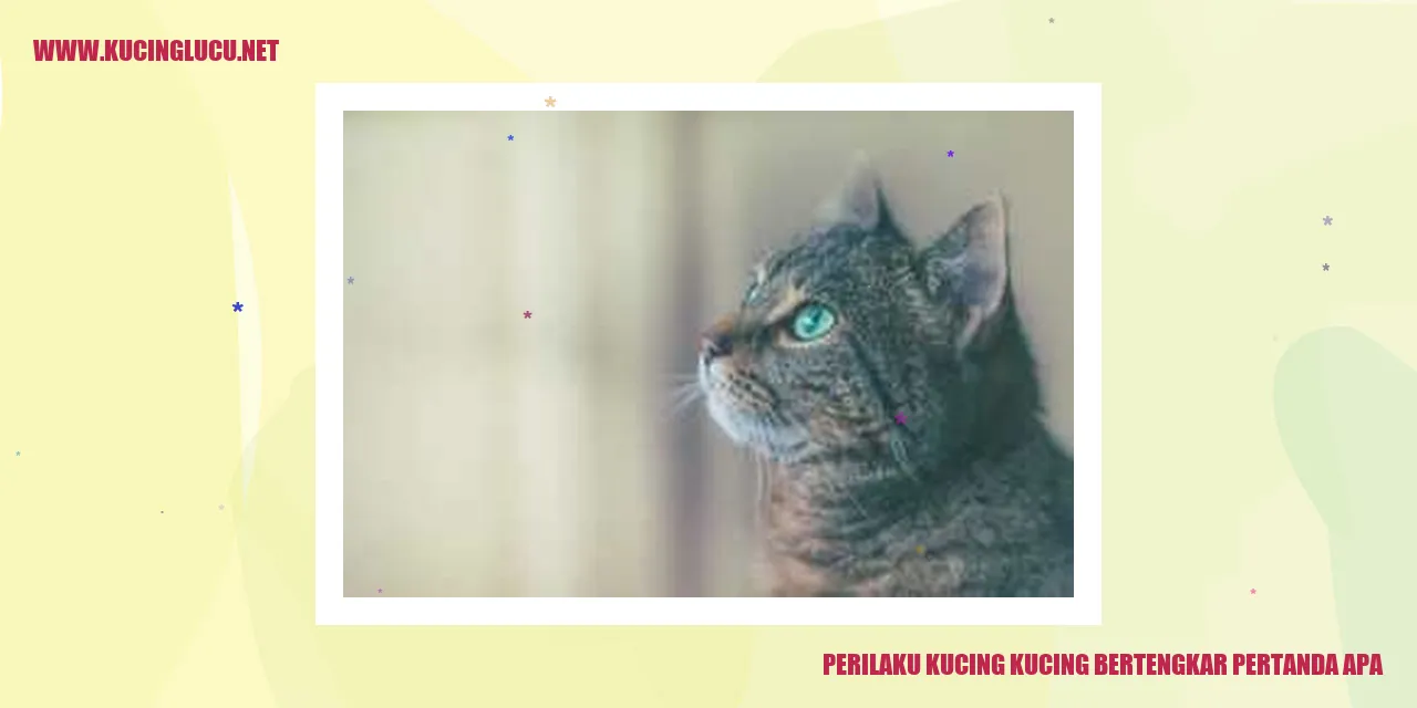Perilaku Kucing Bertengkar dan Artinya