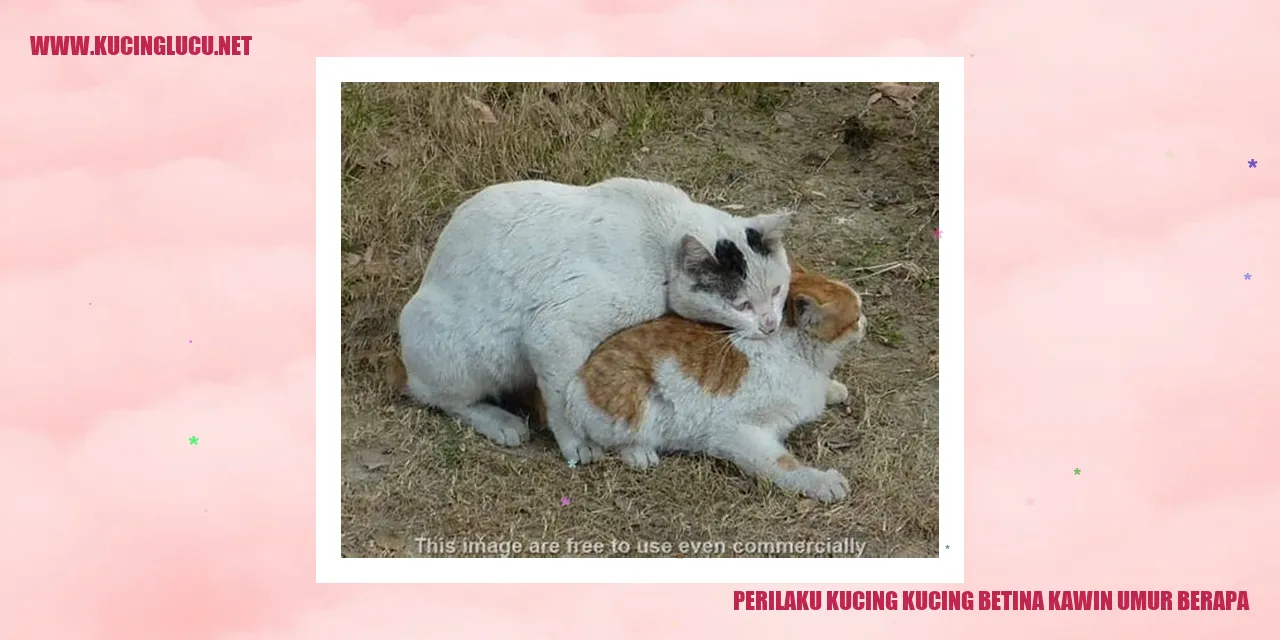 Perilaku Kucing Betina saat Kawin