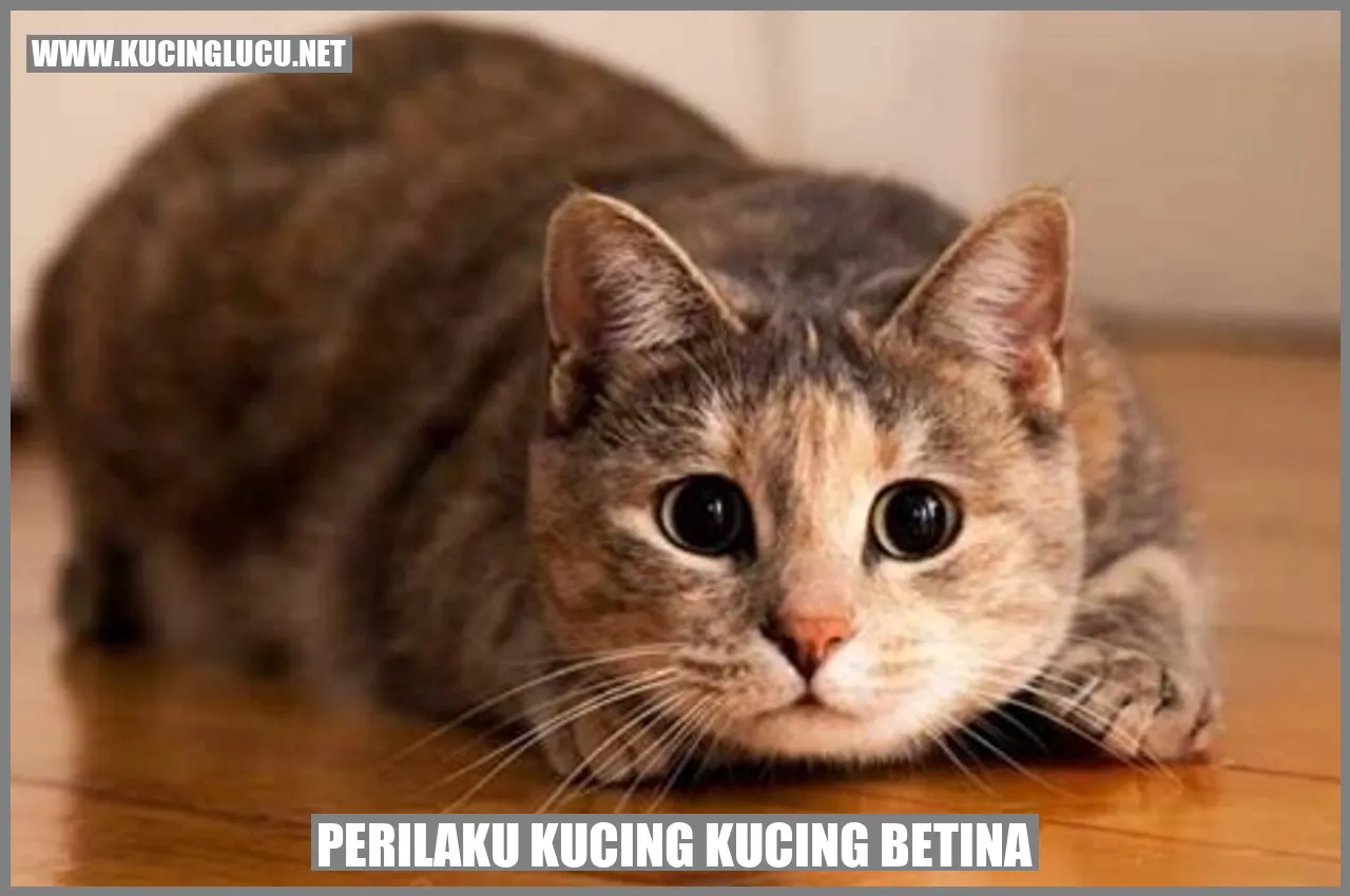 Kucing-kucing betina sedang bermain