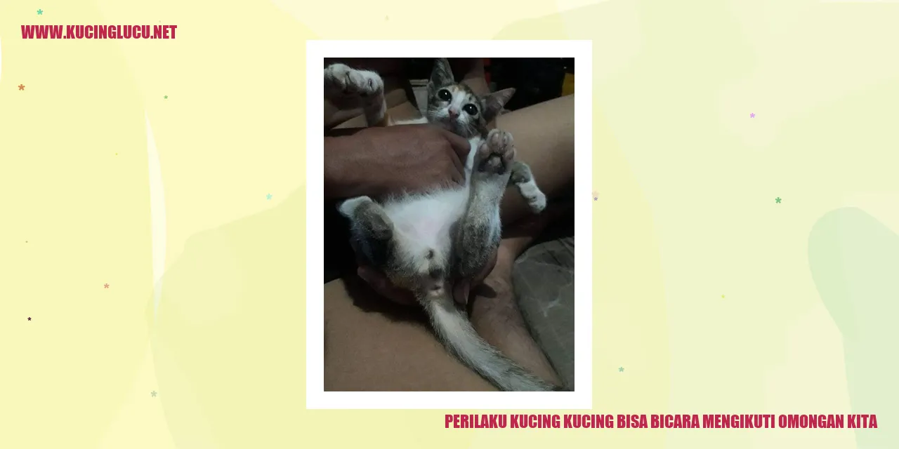 Perilaku Kucing