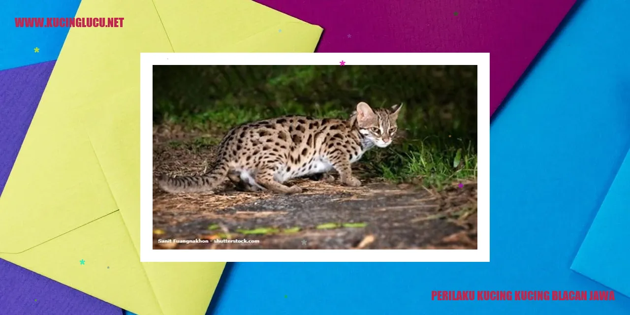 Gambar Kucing Blacan Jawa