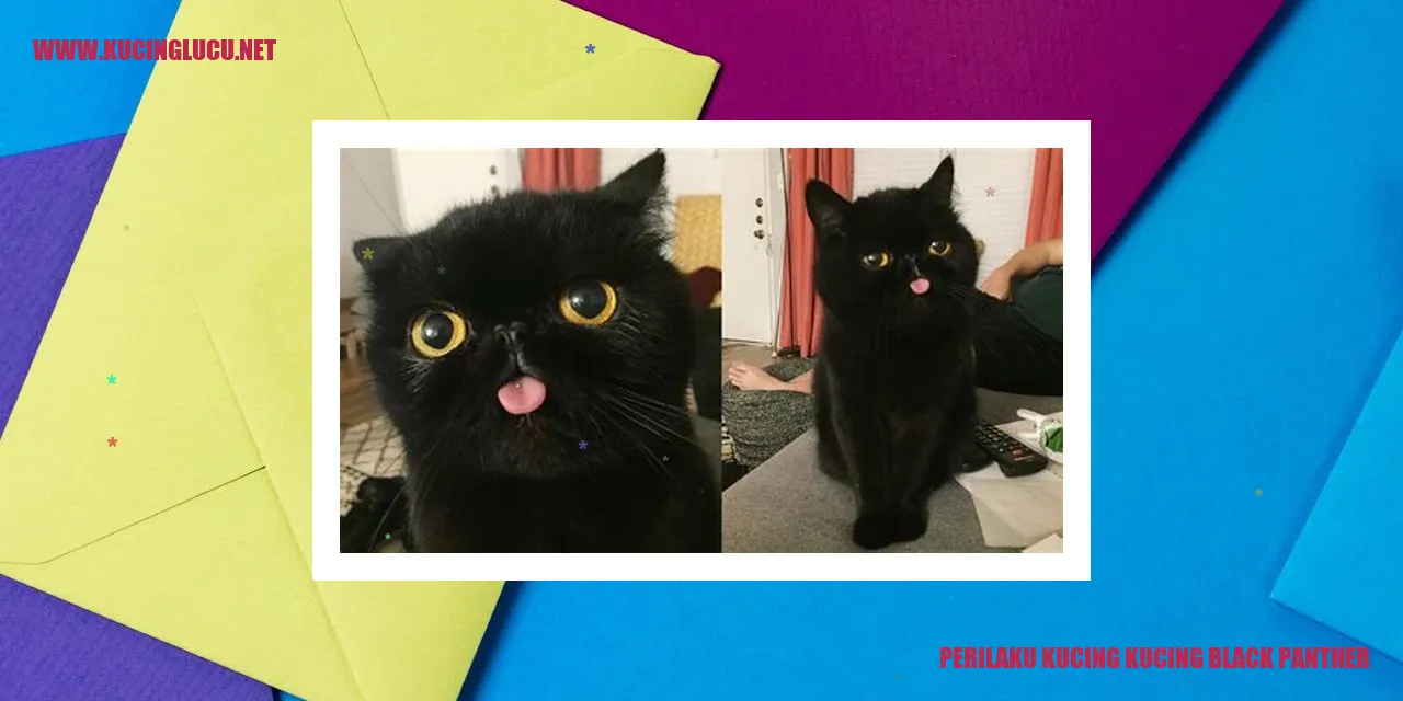 Kucing Black Panther