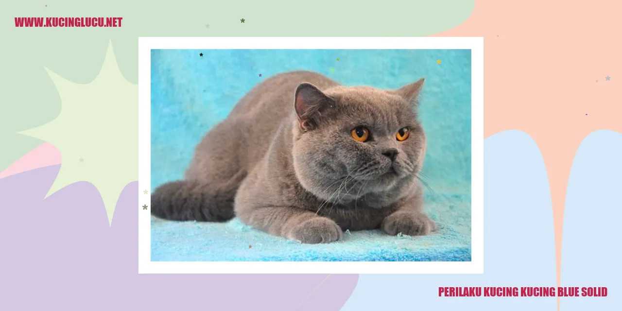 Perilaku Kucing Blue Solid