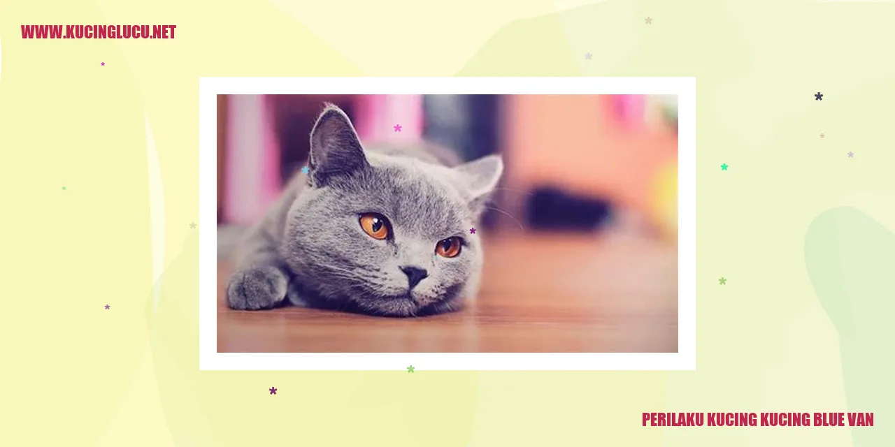 Perilaku Kucing kucing blue van