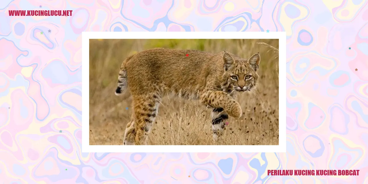Gambar Kucing Bobcat