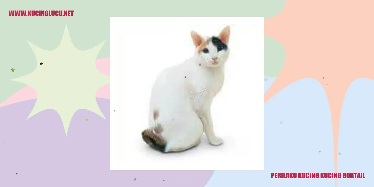 Gambar Kucing Bobtail