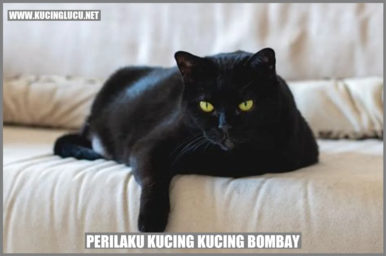 Perilaku Kucing Bombay