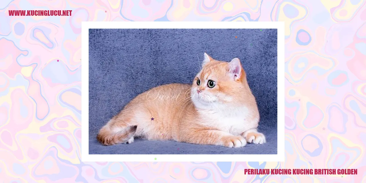 Perilaku Kucing British Golden