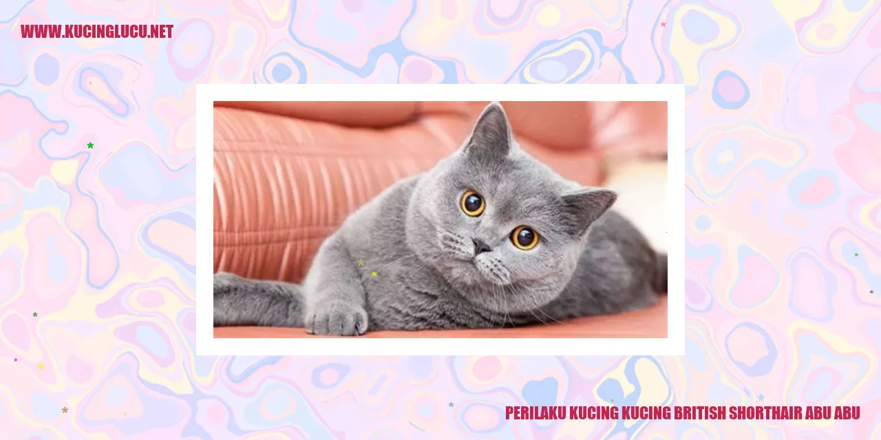 Perilaku Kucing British Shorthair Abu-abu