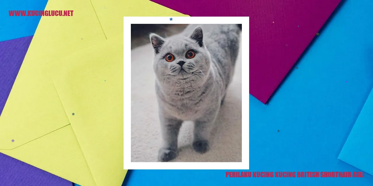 Kucing British Shorthair