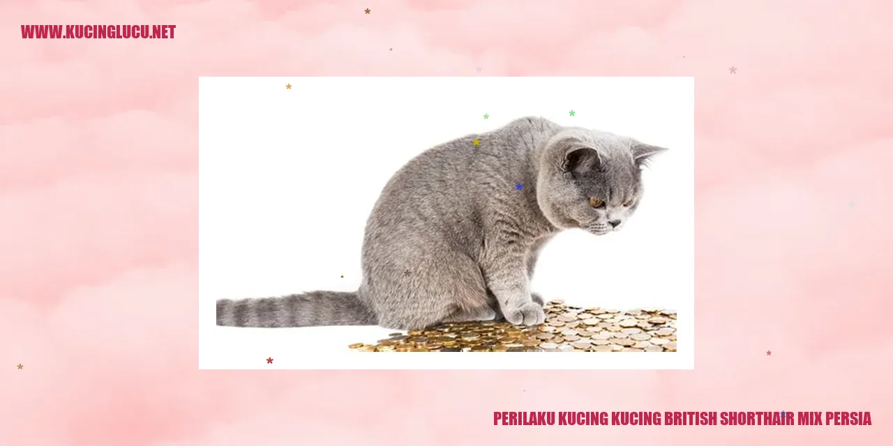 Kucing Campuran British Shorthair dan Persia