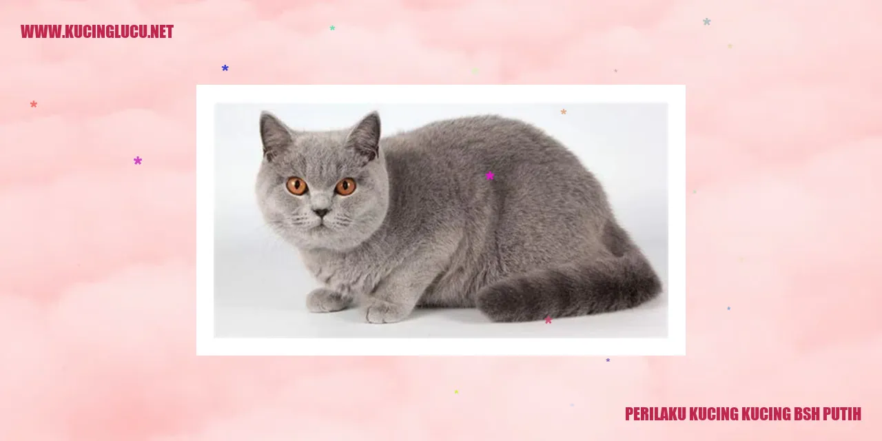 Kucing BSH Putih yang Memikat