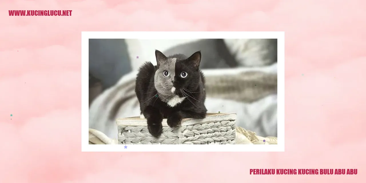 Gambar Kucing Bulu Abu-abu