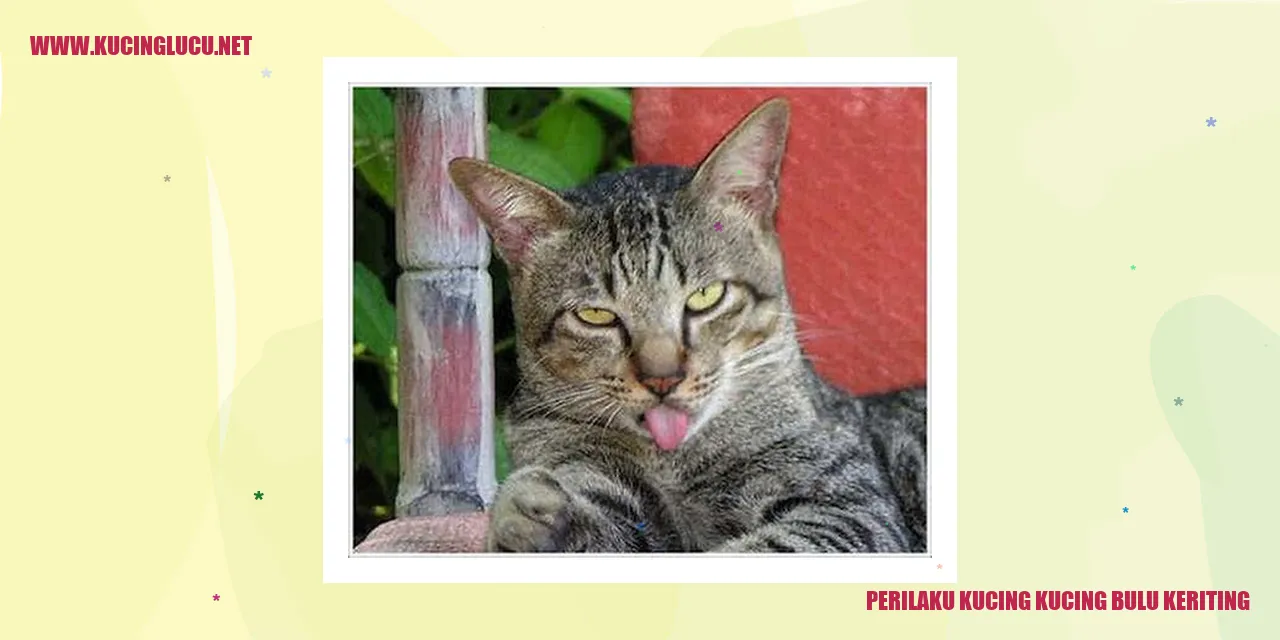 Kucing Bulu Keriting yang Menggemaskan