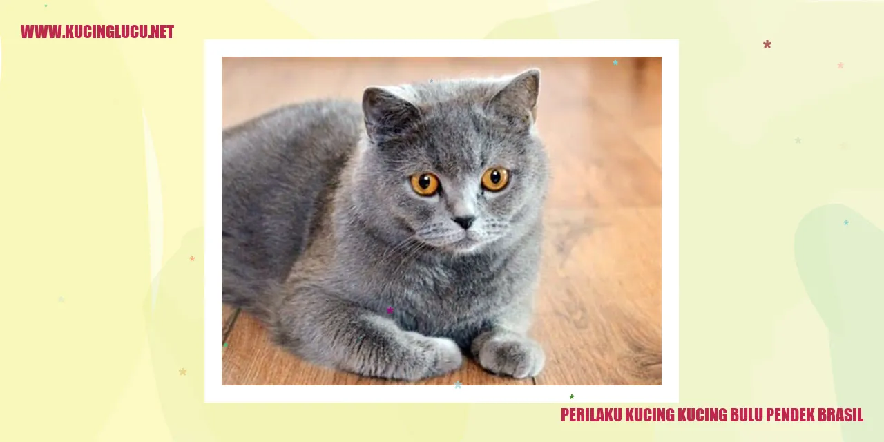Kucing Bulu Pendek Brasil