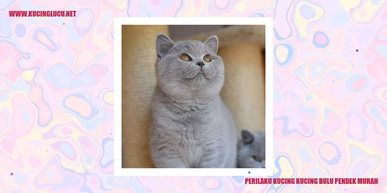 Perilaku Istimewa Kucing Bulu Pendek yang Ekonomis