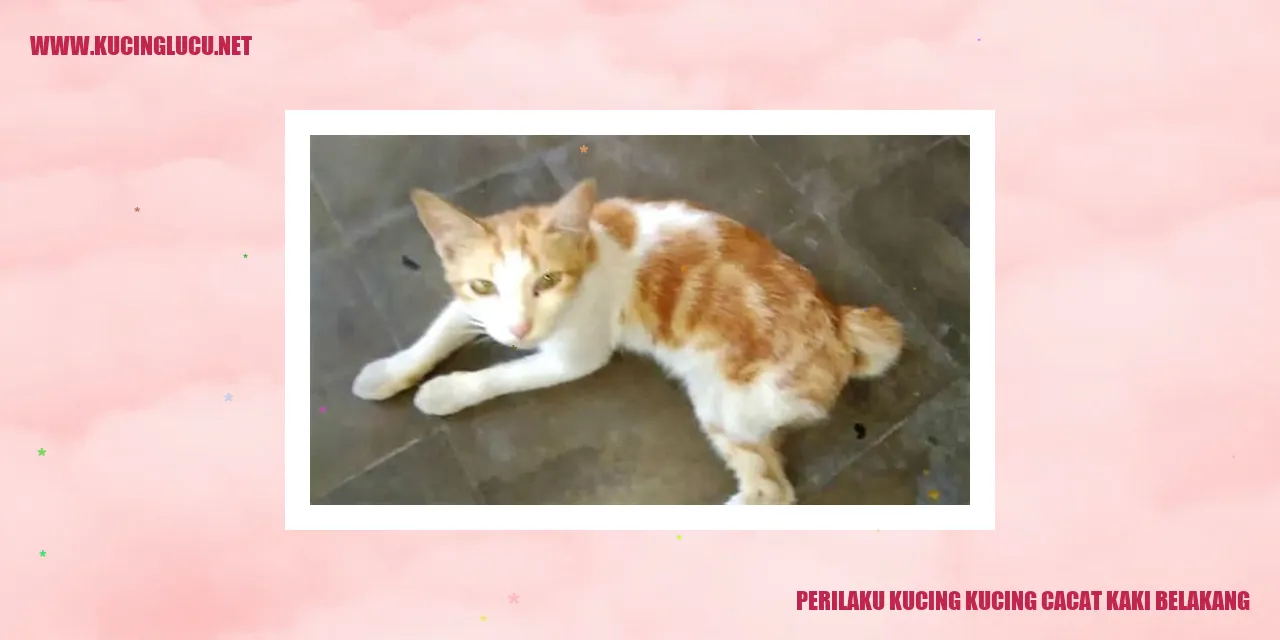 Kucing Cacat Kaki Belakang