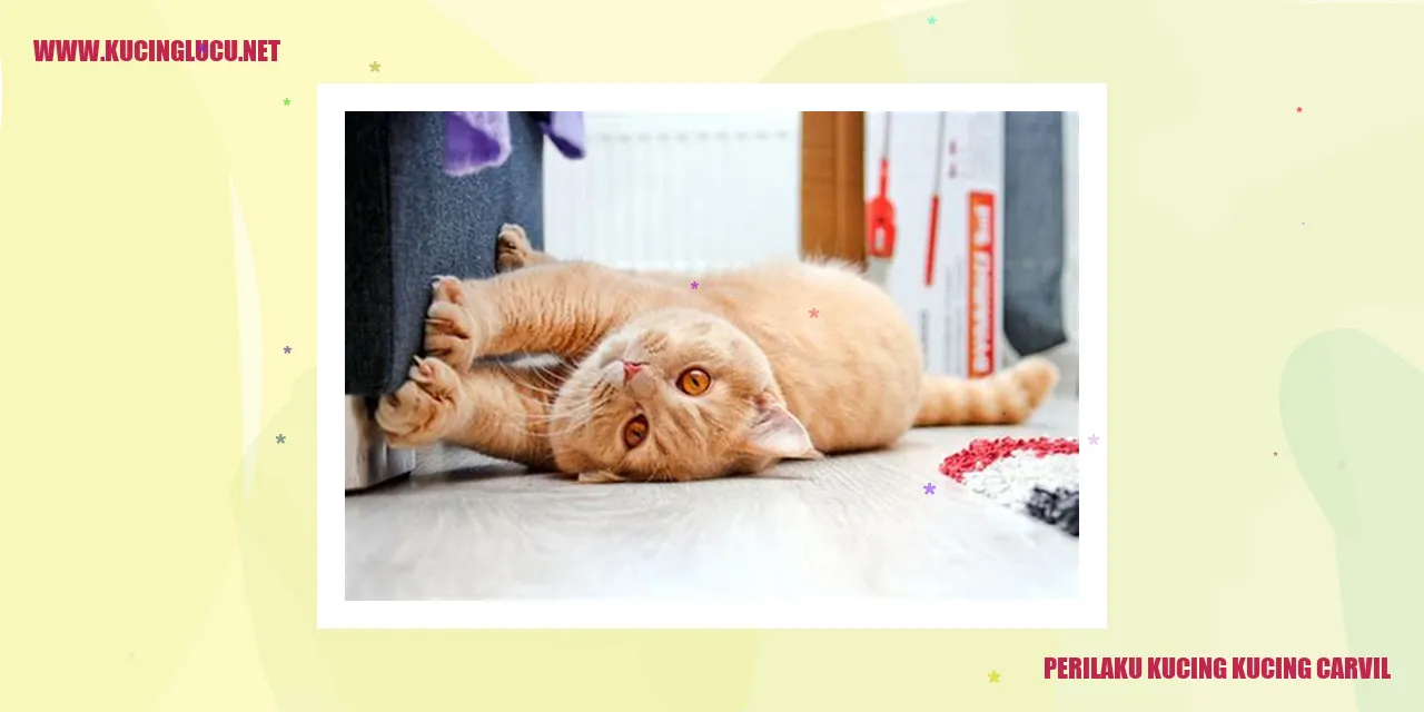 Kucing Carvil