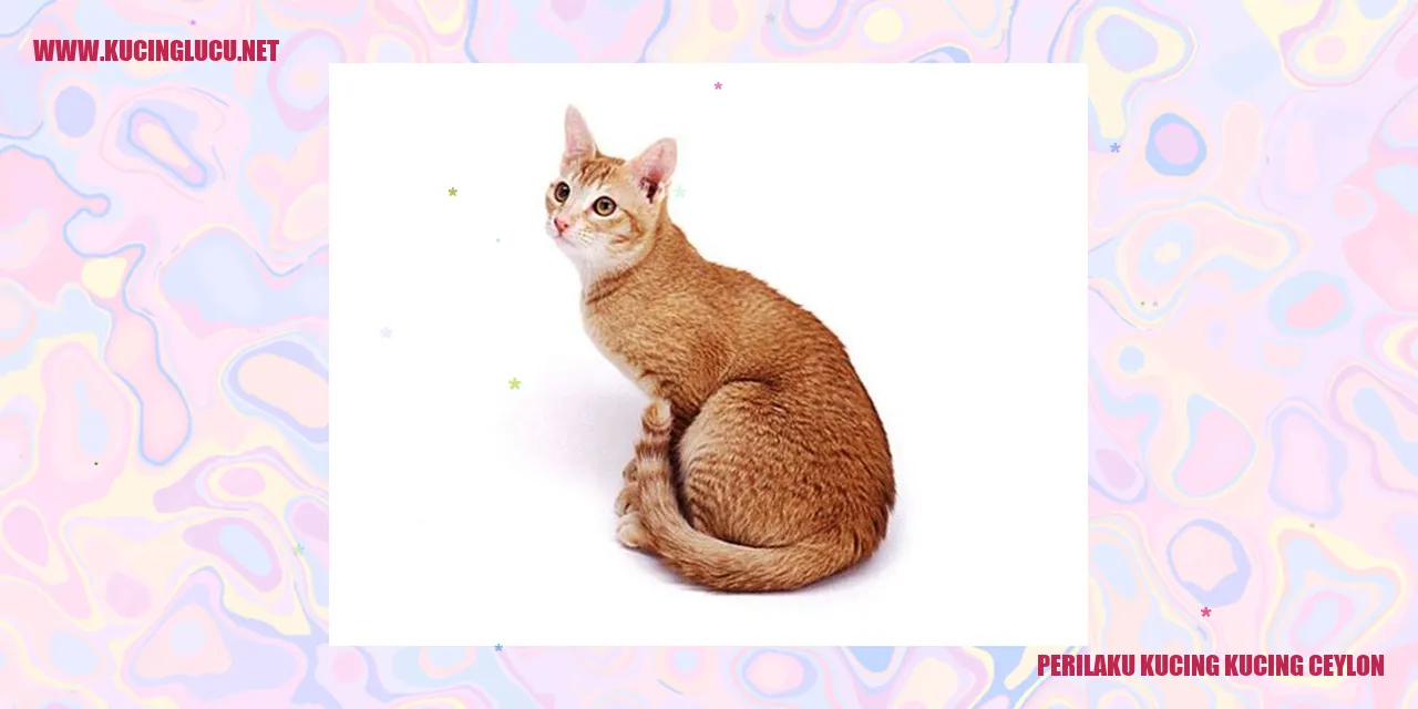 Perilaku Kucing Ceylon